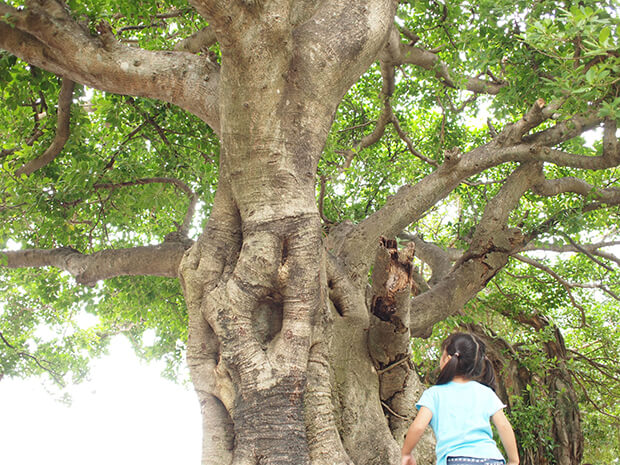 子供と大木の写真