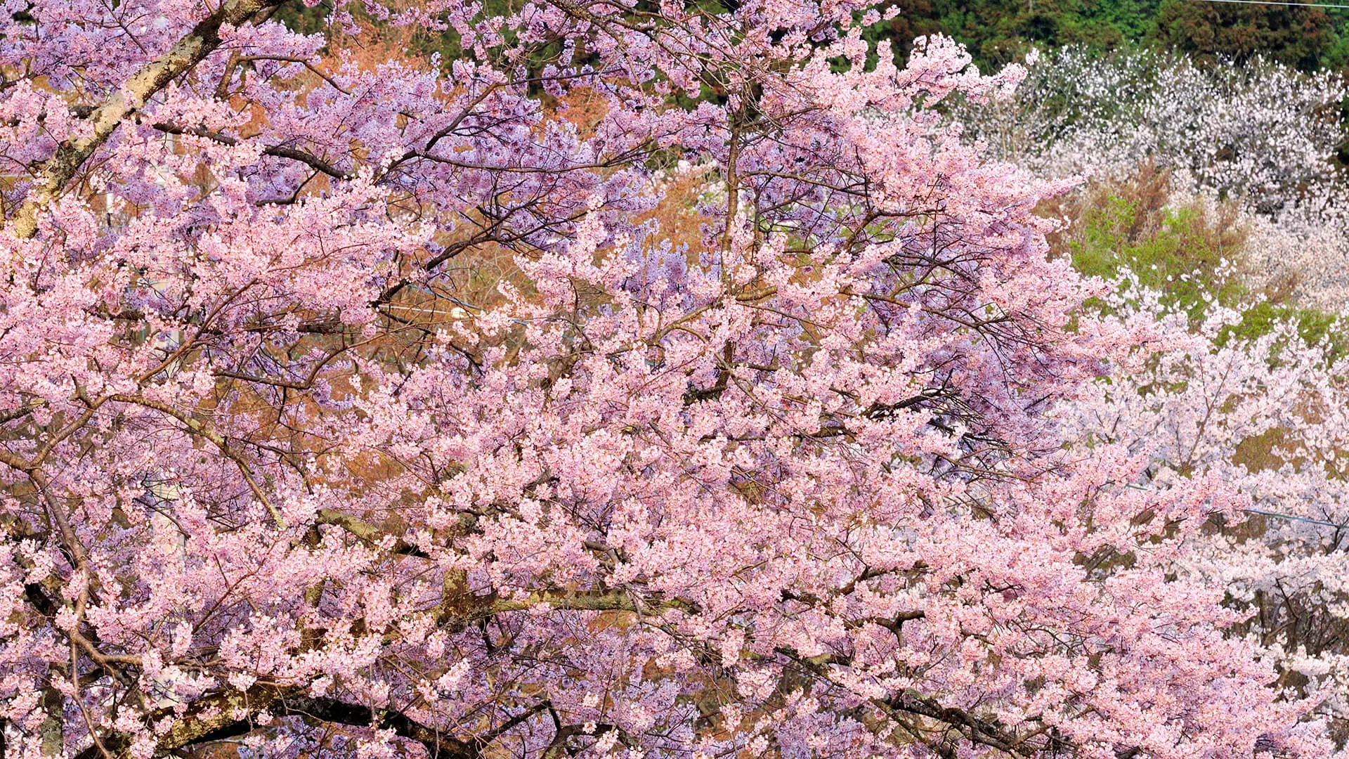 春の岐阜の風景5