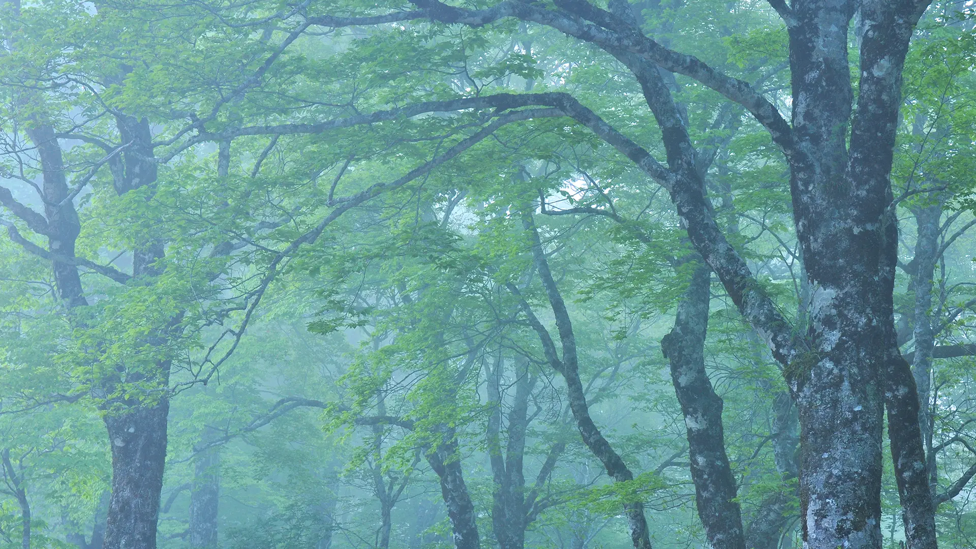 夏の岐阜の風景1