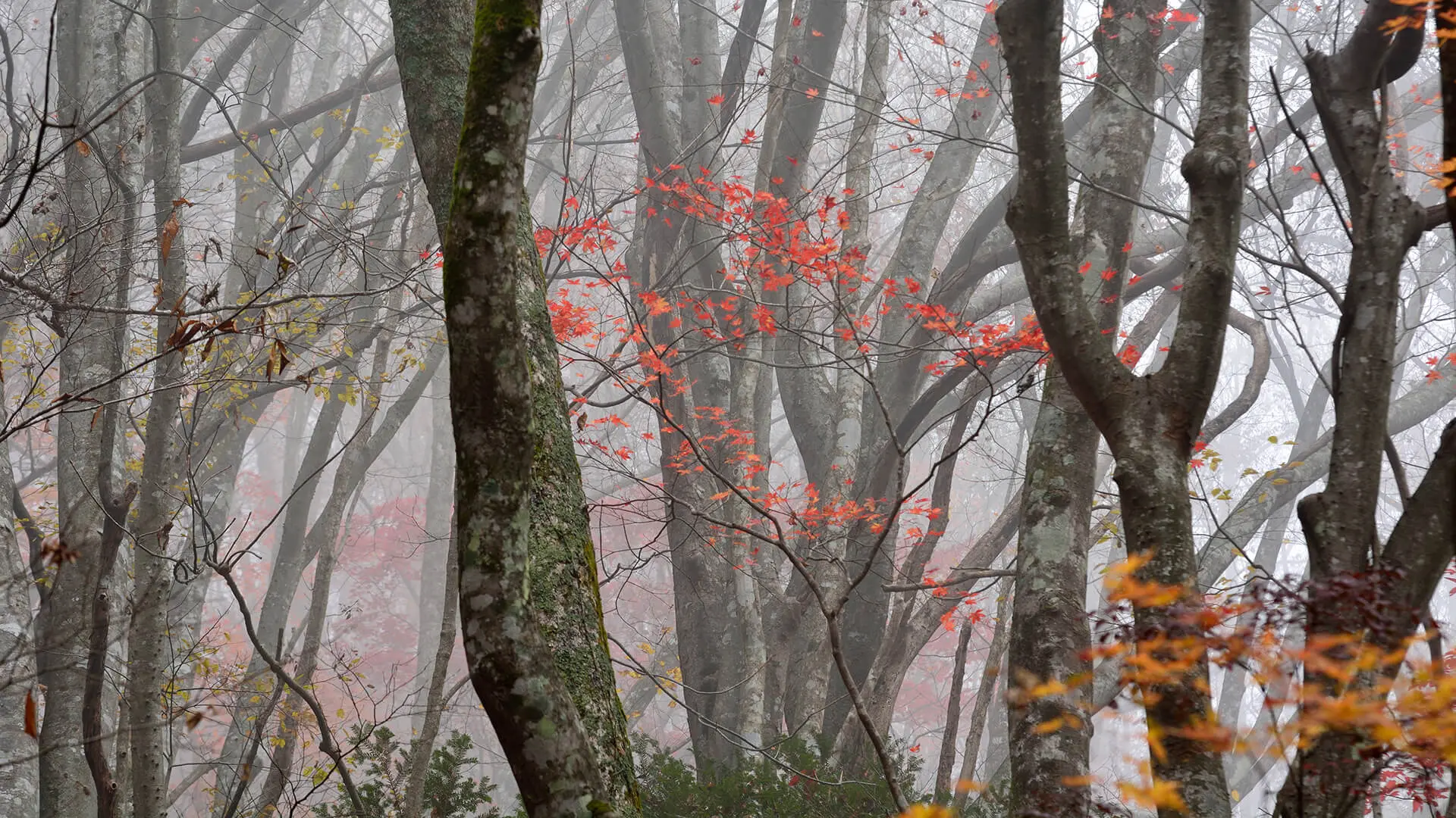 冬の岐阜の風景1