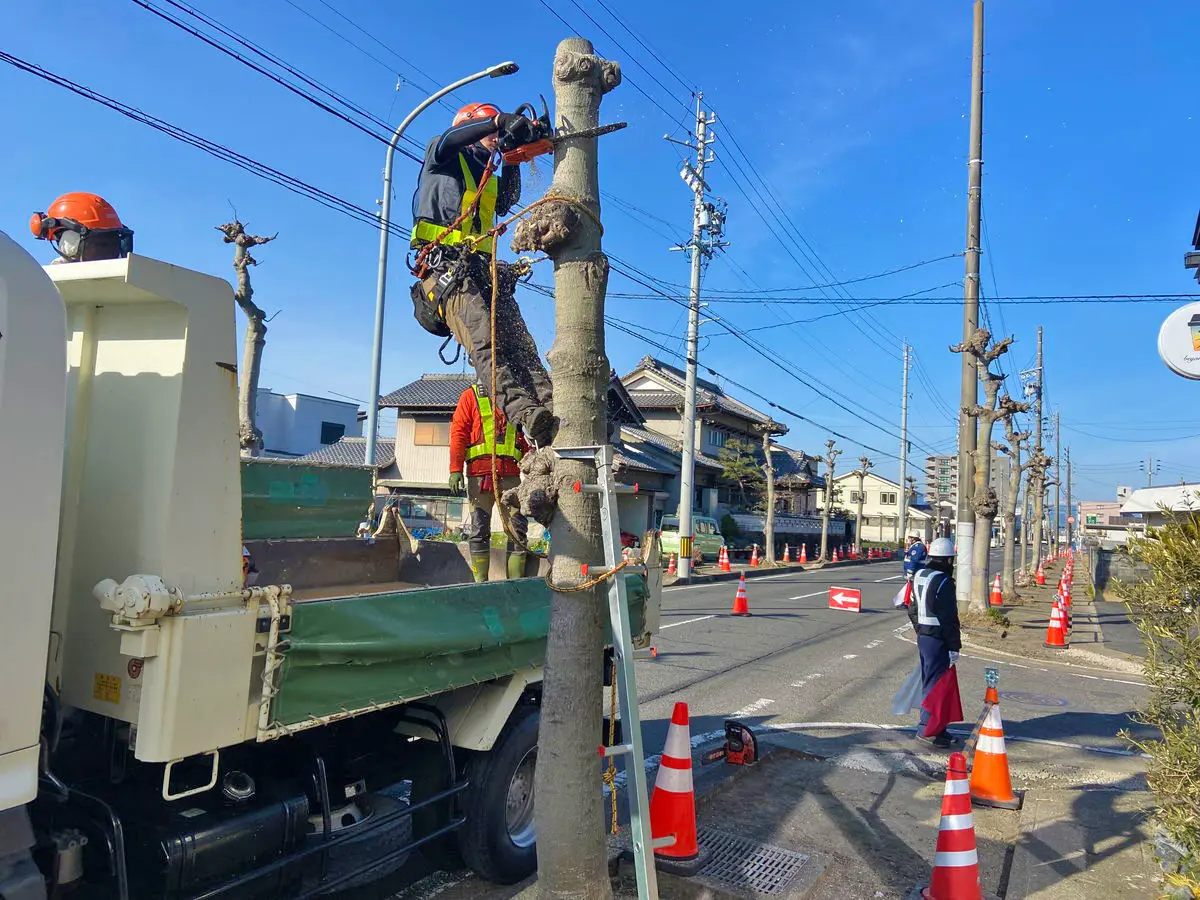 岐阜県岐阜市 街路樹伐根写真